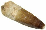 Fossil Spinosaurus Tooth - Real Dinosaur Tooth #292657-1